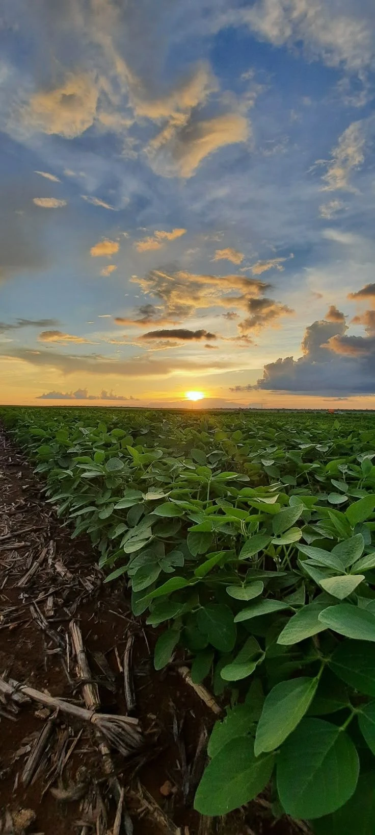 Lavoura de soja ao pôr do sol
